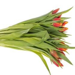 Tulpe rot/gelb Tarzan Borst 44 Gramm