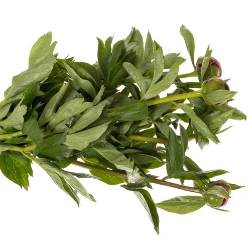 Pfingstrose rot Warrior 60cm