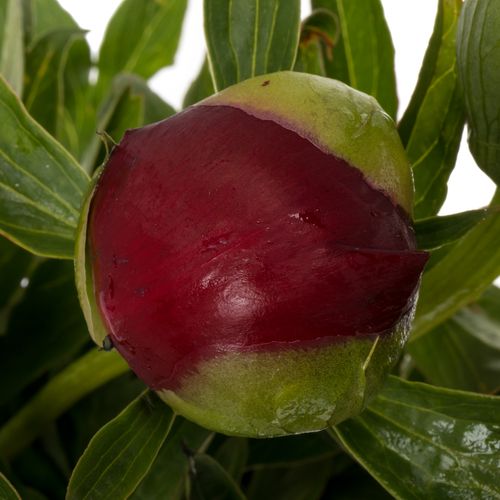 Pfingstrose rot Warrior 60cm