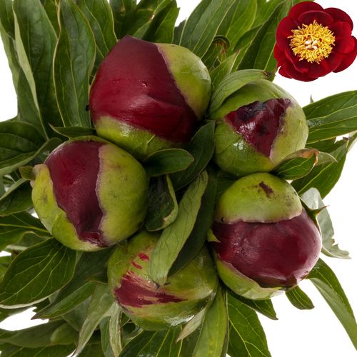 Pfingstrose rot Warrior 60cm