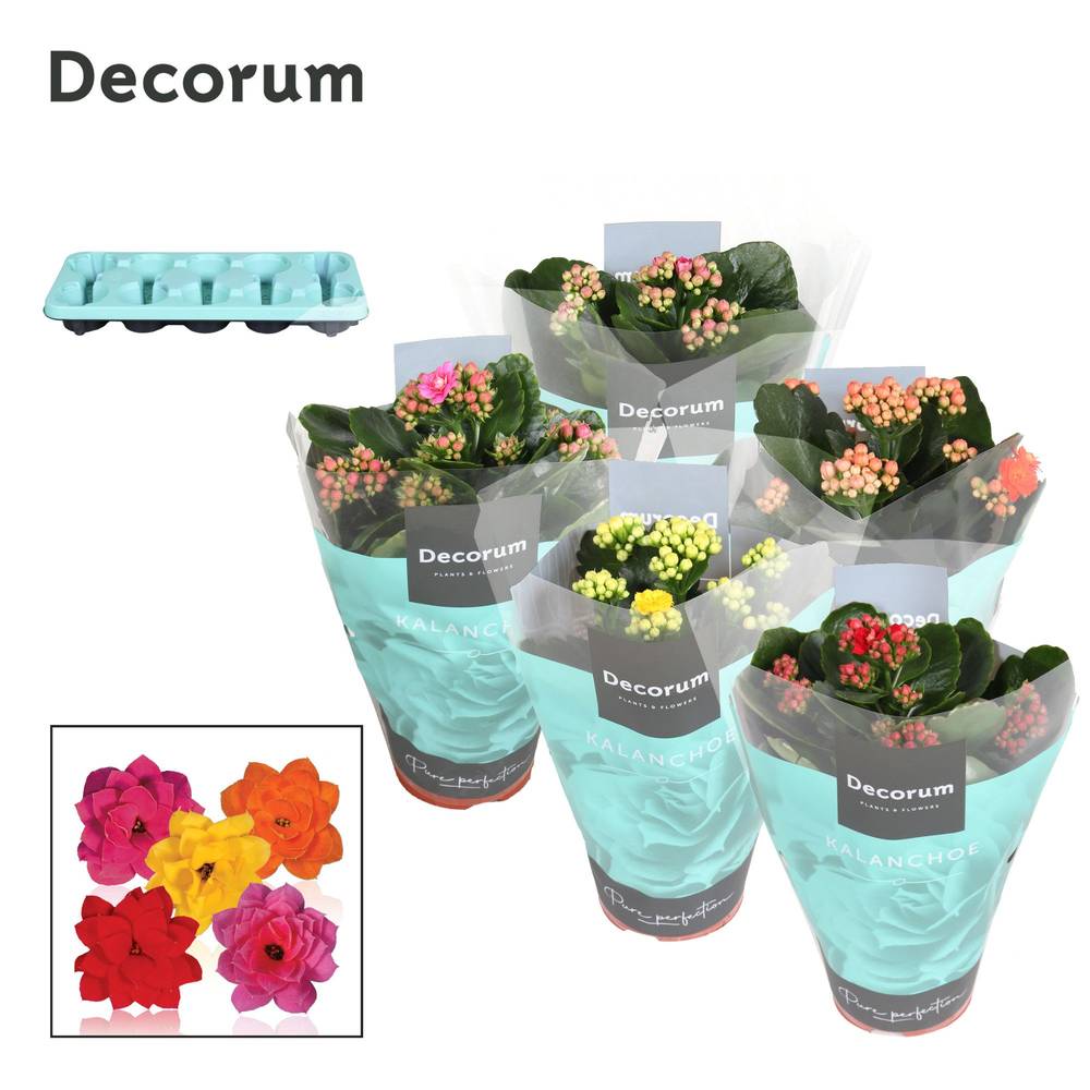 Kalanchoe Gef. mix T10,5 H023