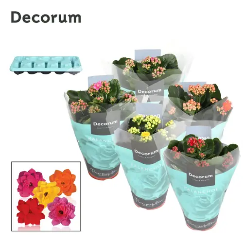 Kalanchoe Gef. mix T10,5 H023