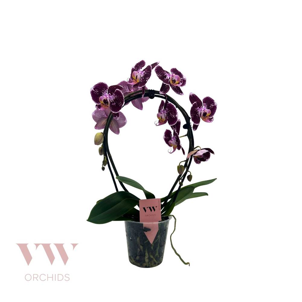 Phal.2-R rot/lila Spiegelbogen T12 H045