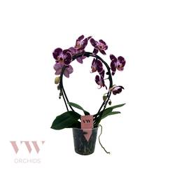 Phal.2-R rot/lila Spiegelbogen T12 H045