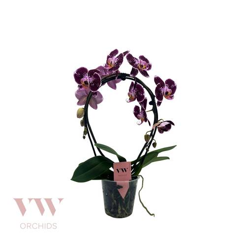 Phal.2-R rot/lila Spiegelbogen T12 H045