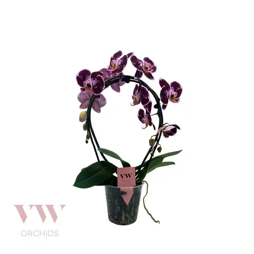 Phal.2-R rot/lila Spiegelbogen T12 H045