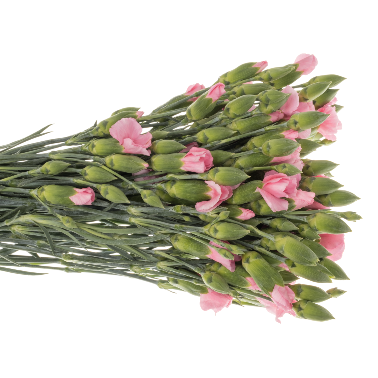 Mininelke rosa Lala Rosa 60cm