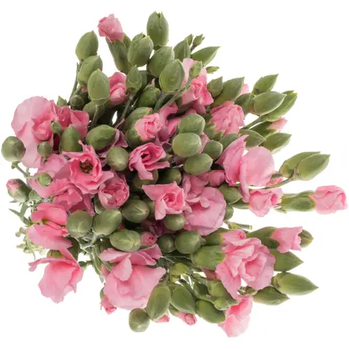 Mininelke rosa Lala Rosa 60cm
