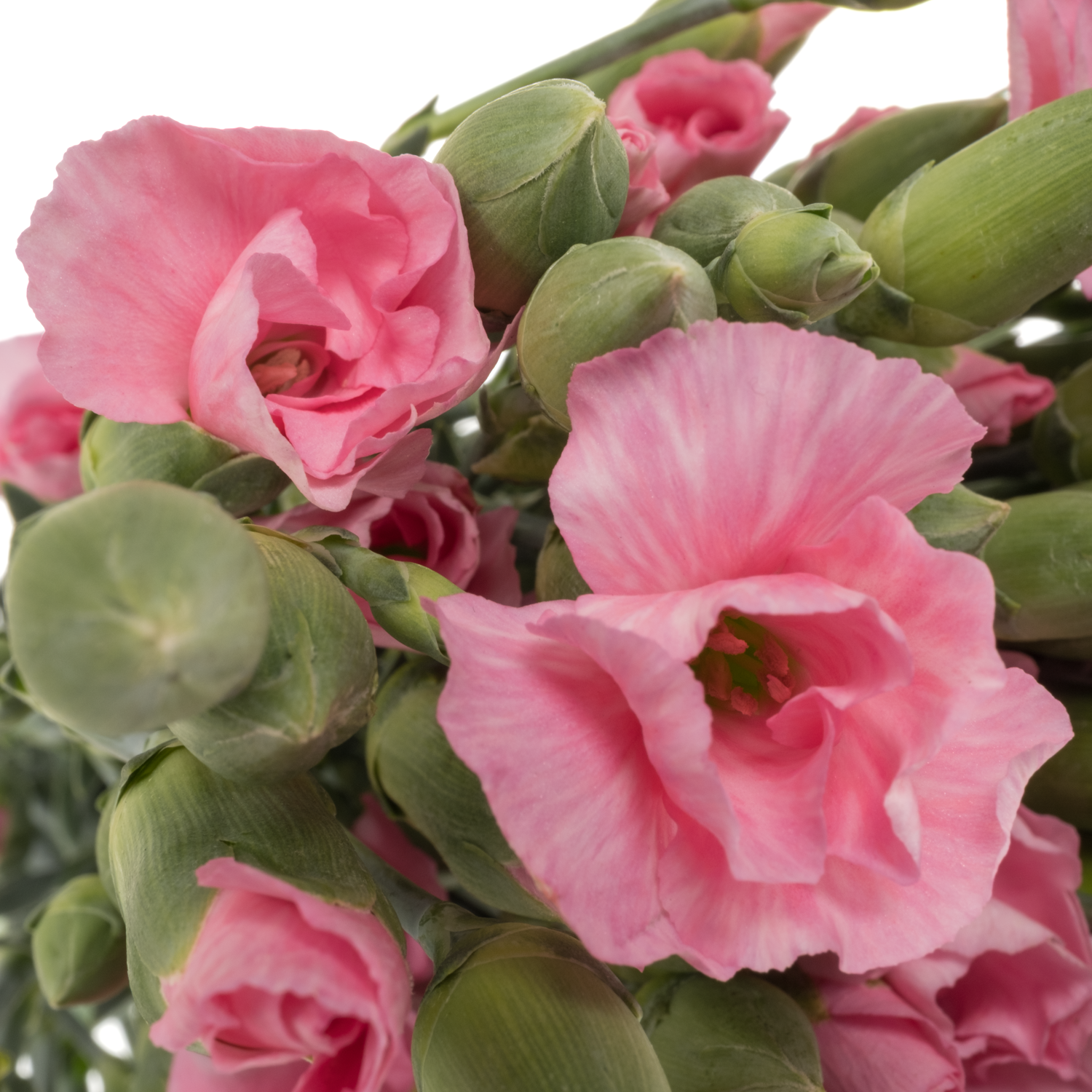 Mininelke rosa Lala Rosa 60cm