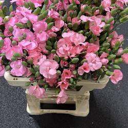 Mininelke rosa Lala Rosa 60cm