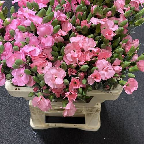 Mininelke rosa Lala Rosa 60cm