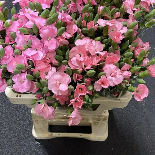 Mininelke rosa Lala Rosa 60cm