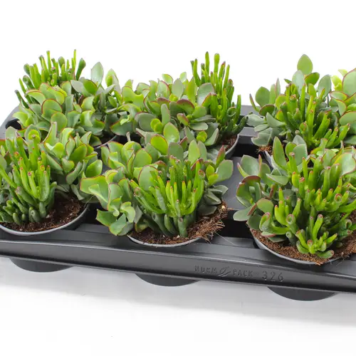 Crassula Mix SuPure Woods Bowl T13 H15