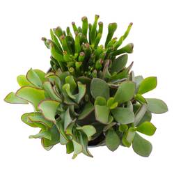 Crassula Mix SuPure Woods Bowl T13 H15