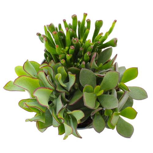 Crassula Mix SuPure Woods Bowl T13 H15