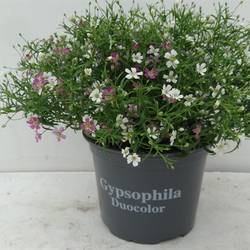 Gypsophila Twins T12