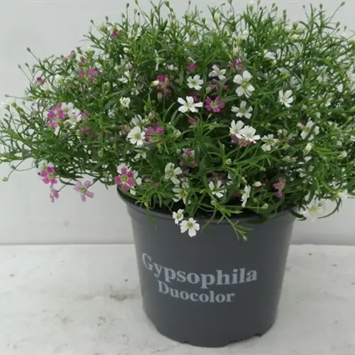 Gypsophila Twins T12