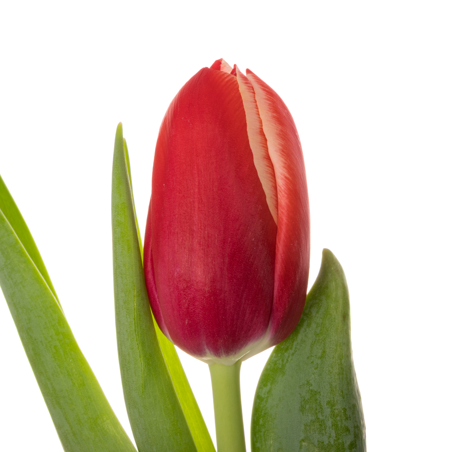 Tulpe rot Aston 36 Gramm