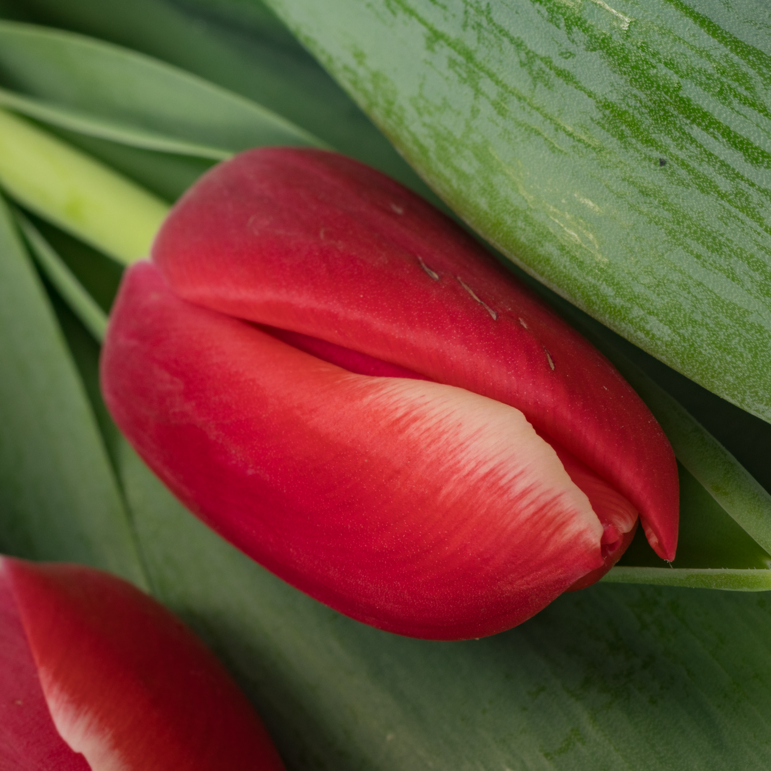 Tulpe rot Aston 36 Gramm