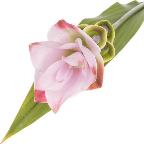 Curcuma Siam Sunrise hell rosa 50cm