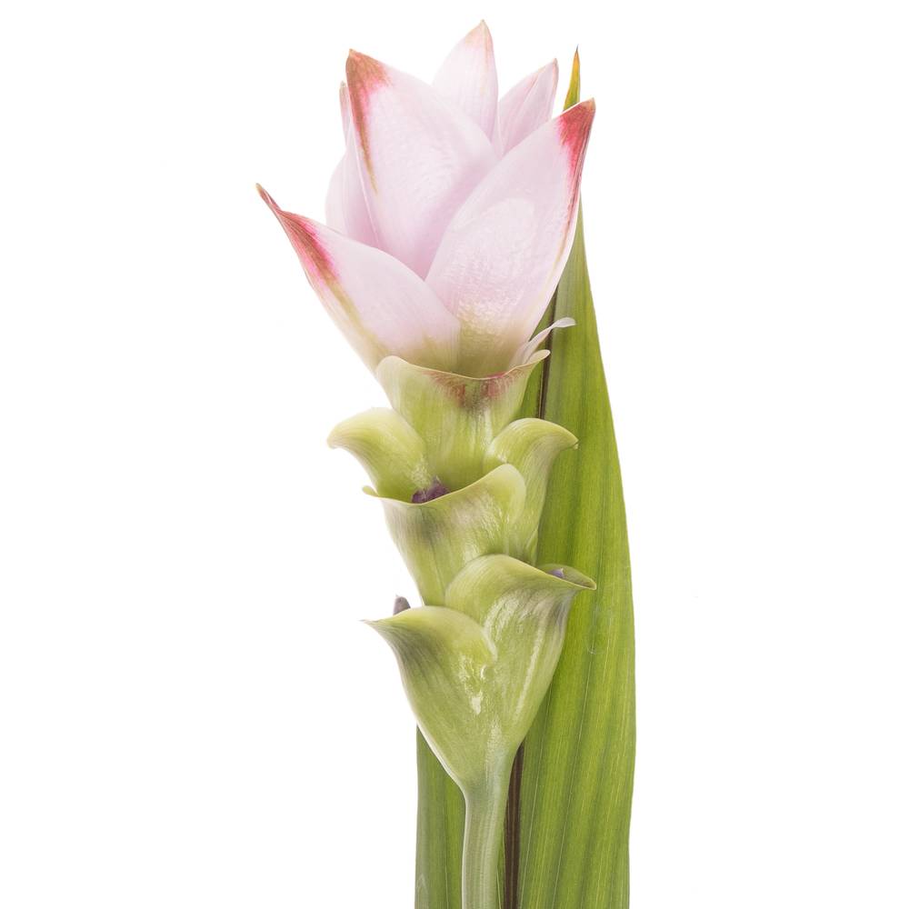 Curcuma Siam Sunrise hell rosa 50cm