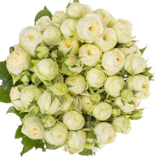 Rose verzweigt creme Ayala x10 6+Blüte 70cm