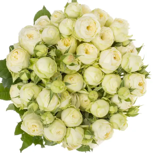 Rose verzweigt creme Ayala x10 6+Blüte 70cm