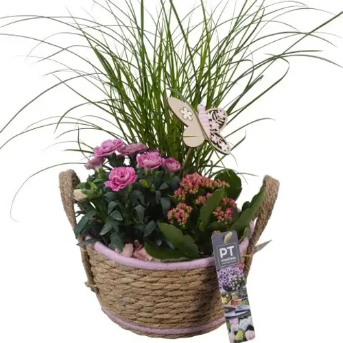 Garten.Arr PTPP6935 T19 H040