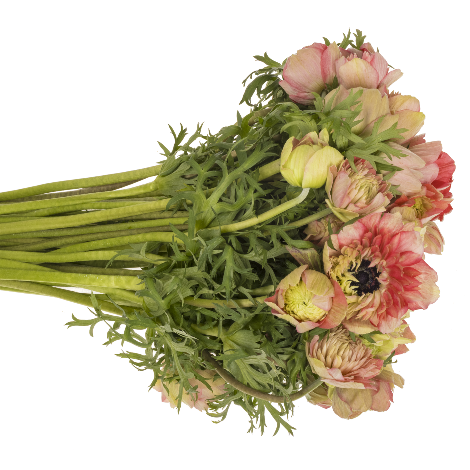 Anemone rot-creme Fullstar Strawberry 05 Isr 40cm x 50