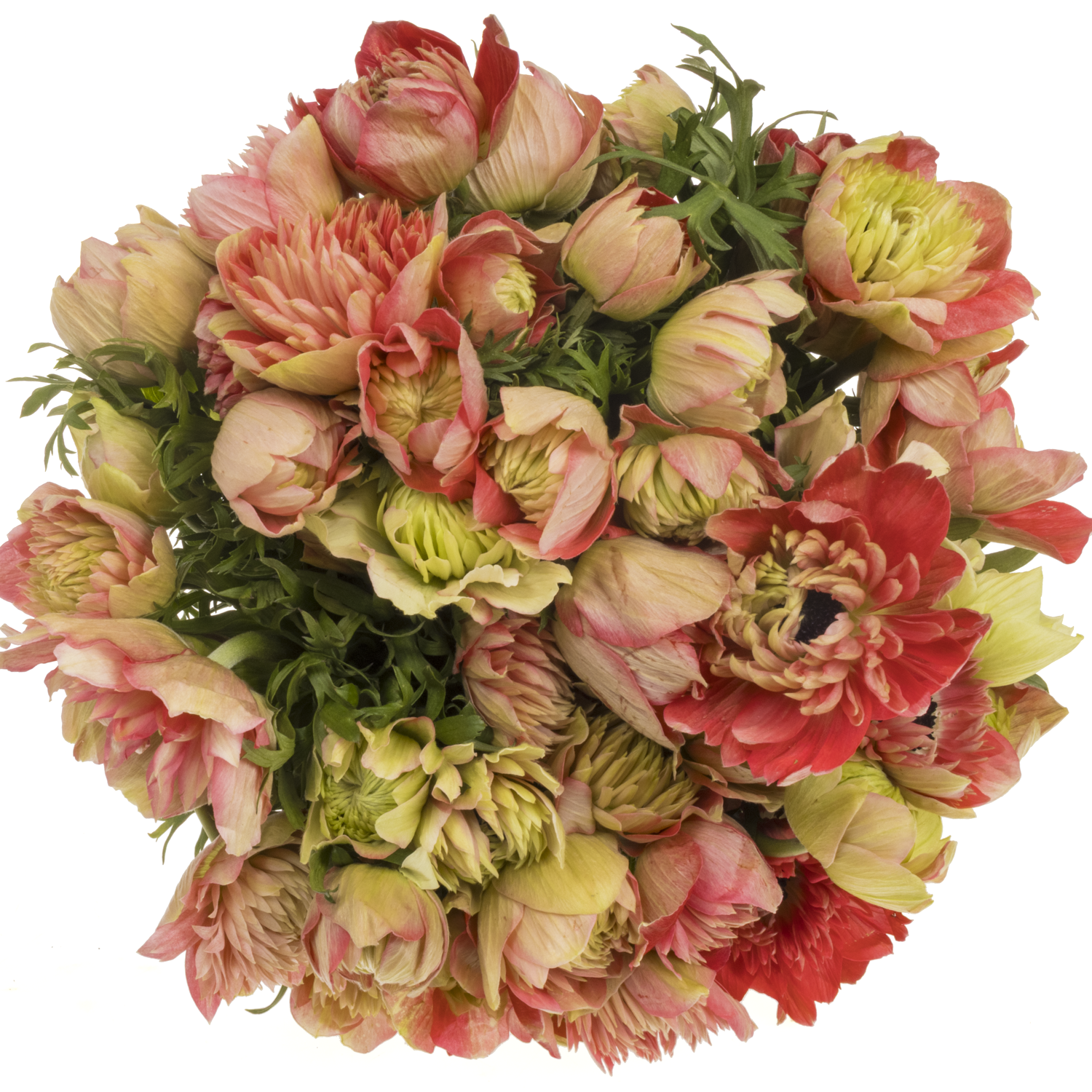 Anemone rot-creme Fullstar Strawberry 05 Isr 40cm x 50