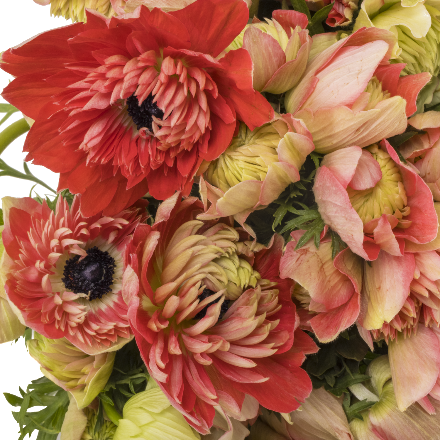 Anemone rot-creme Fullstar Strawberry 05 Isr 40cm x 50