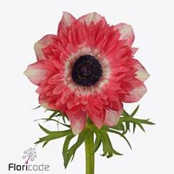 Anemone rot-creme Fullstar Strawberry Israel 40cm x 50