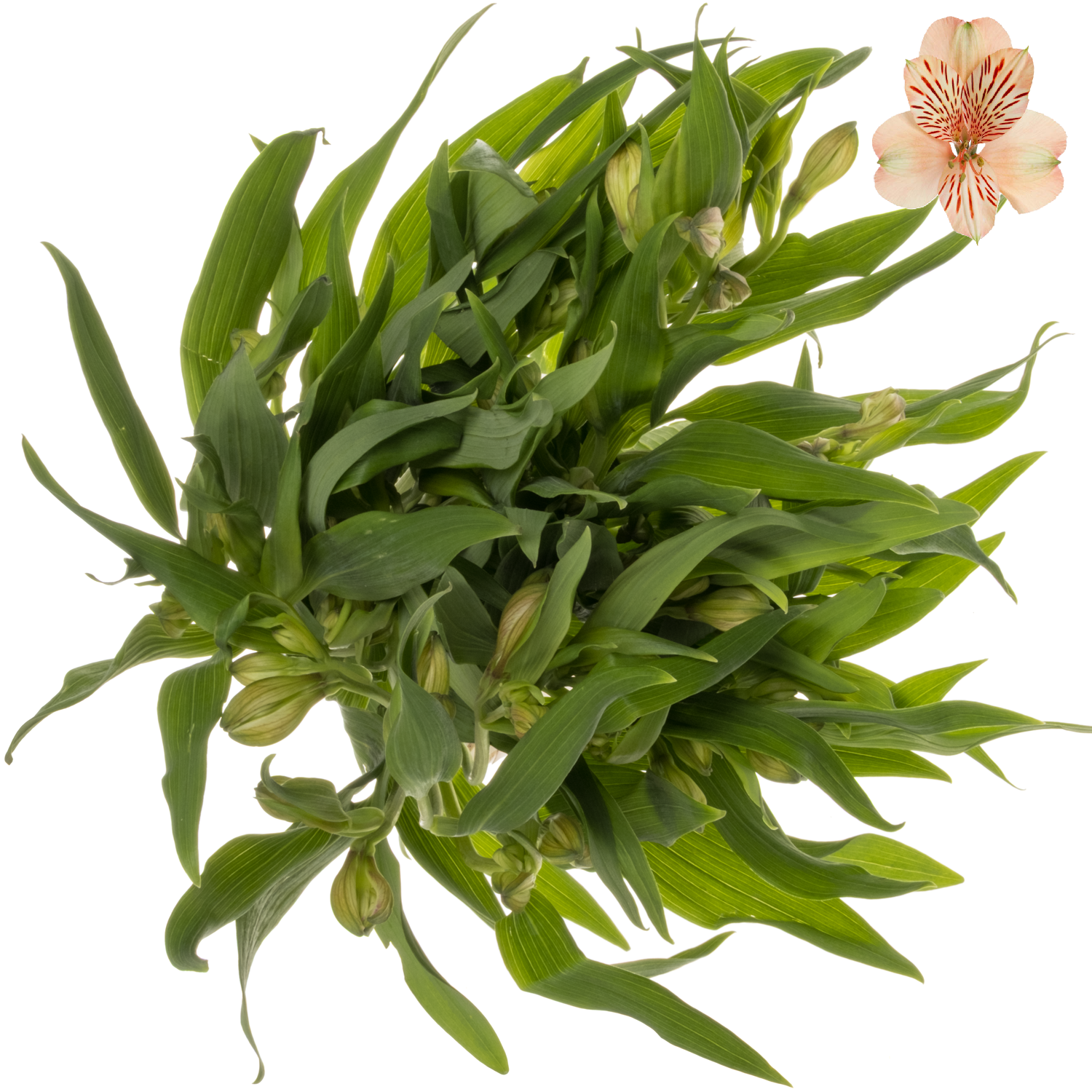 Alstroemerie apricot Canyon 40 Gramm 60cm