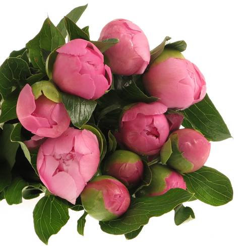 Pfingstrose pink gefüllt Jules X10 50cm