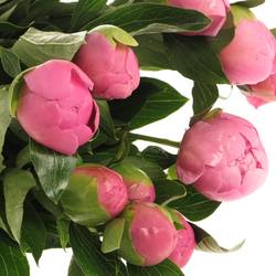 Pfingstrose pink gefüllt Jules X10 50cm