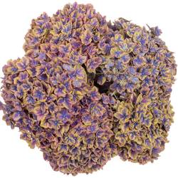 Hortensie lila/blau Samurai Bol 16cm 50cm