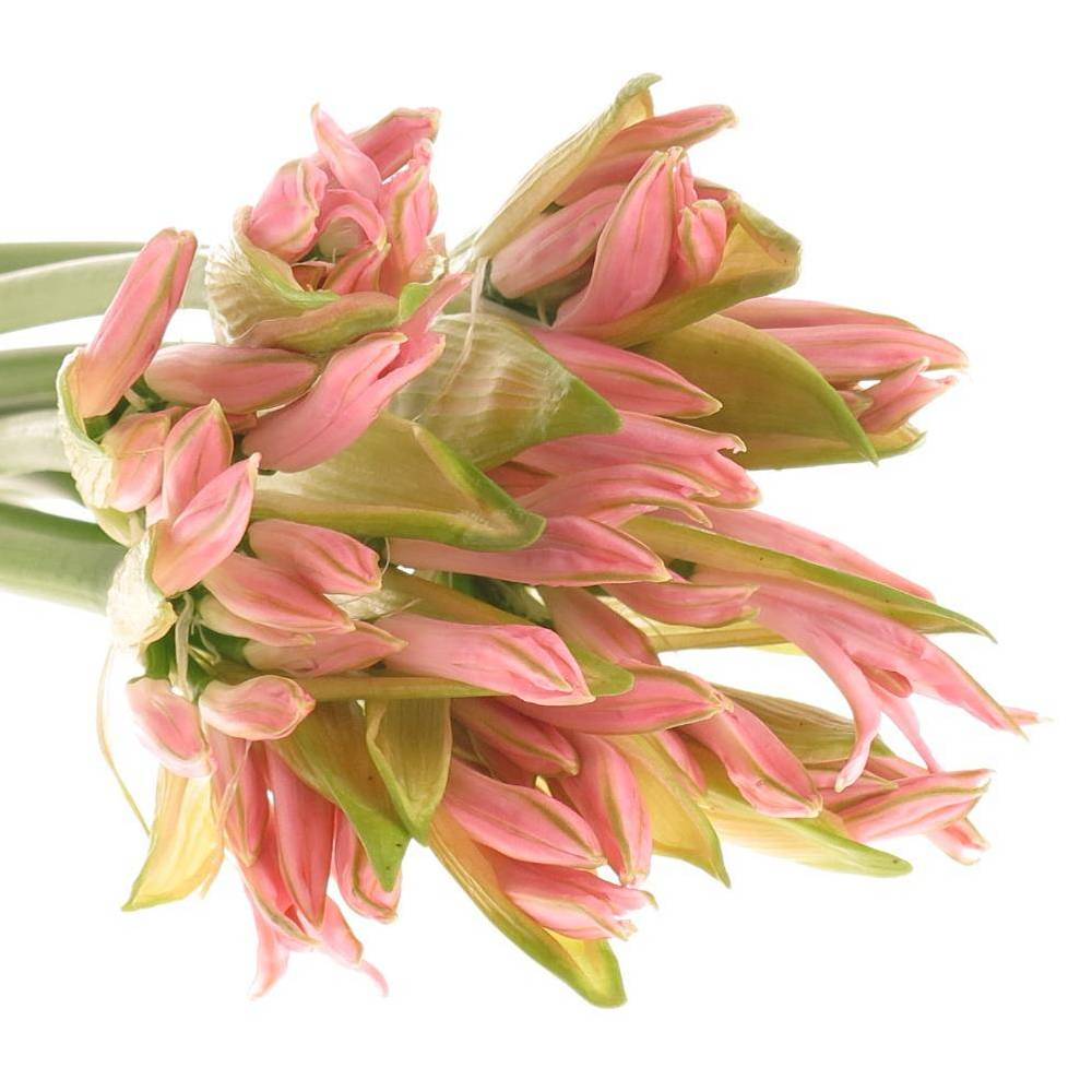 Nerine hell rosa Sofie 60cm