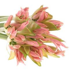 Nerine hell rosa Sofie 60cm