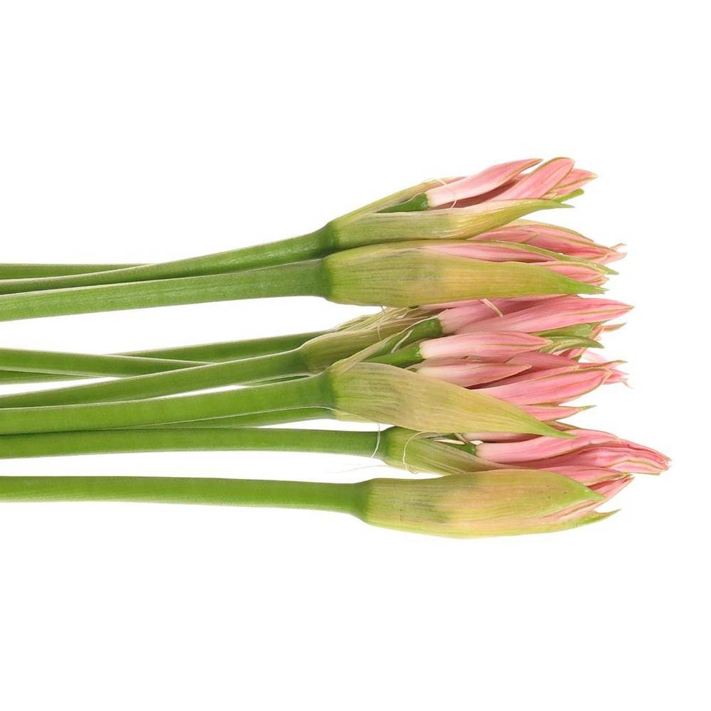 Nerine hell rosa Sofie 60cm