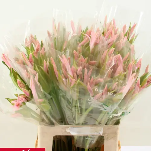 Nerine hell rosa Sofie 60cm