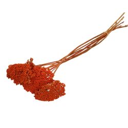 Trocken Achillea orange L65cm