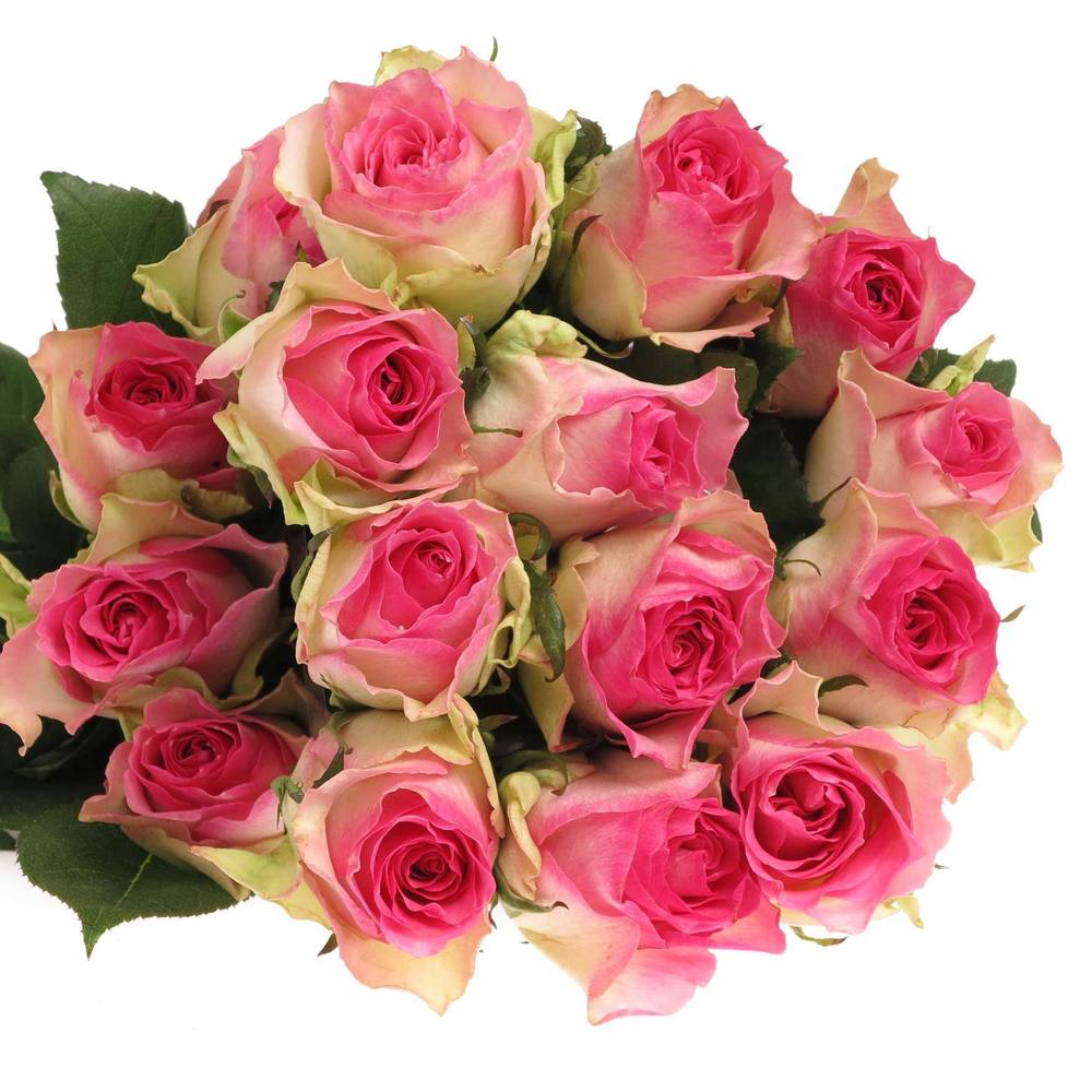 Rose rosa/weiss Malibu (Ec) 70cm