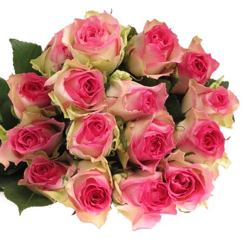 Rose rosa/weiss Malibu (Ec) 70cm