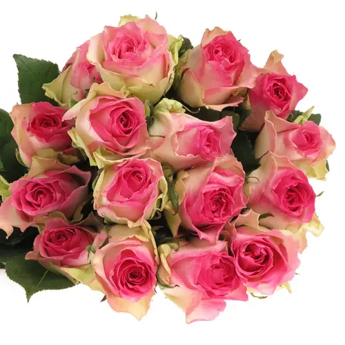 Rose rosa/weiss Malibu (Ec) 70cm