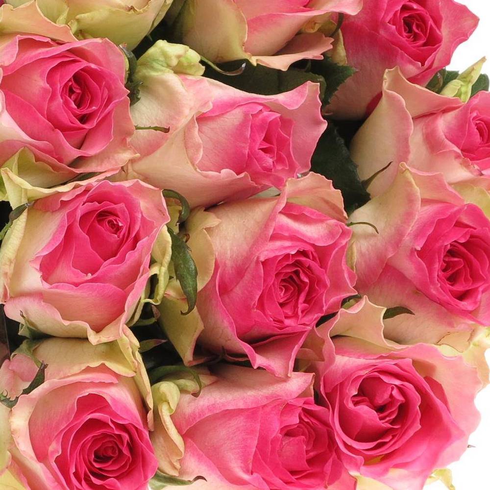 Rose rosa/weiss Malibu (Ec) 70cm