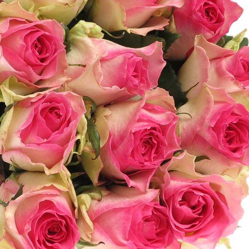 Rose rosa/weiss Malibu (Ec) 70cm