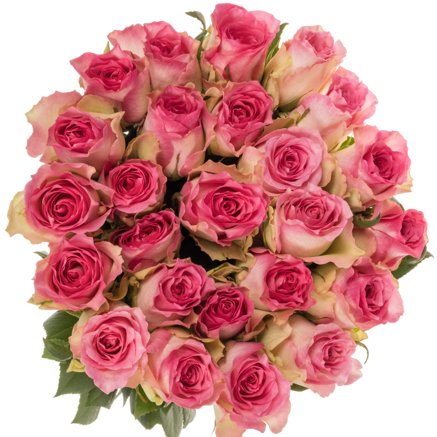 Rose rosa/weiss Malibu (Ec) 70cm