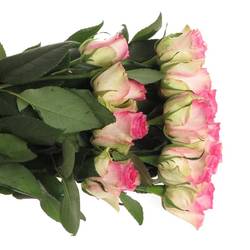 Rose rosa/weiss Malibu (Ec) 70cm