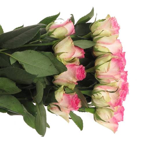 Rose rosa/weiss Malibu (Ec) 70cm