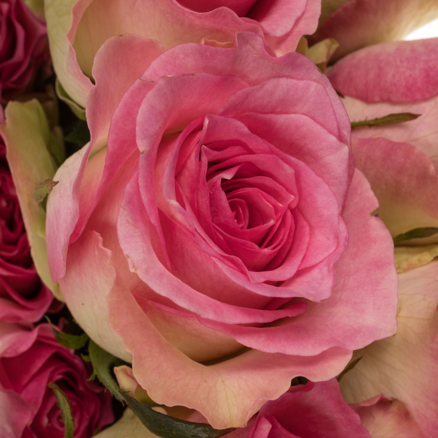 Rose rosa/weiss Malibu (Ec) 70cm